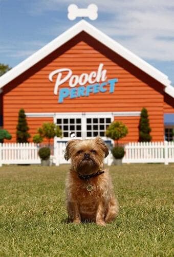 Pooch Perfect next episode air date poster