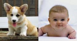 Puppies vs. Babies thumbnail