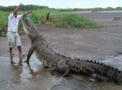 Amazon River Crocs thumbnail