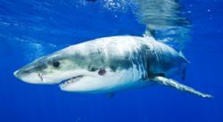 Great White Eaten Alive thumbnail