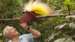 Attenborough's Paradise Birds thumbnail