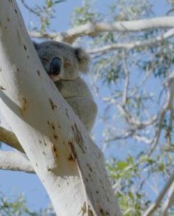 Secret Life of the Koala thumbnail