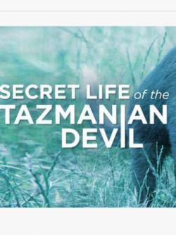 Secret Life of the Tasmanian Devil thumbnail