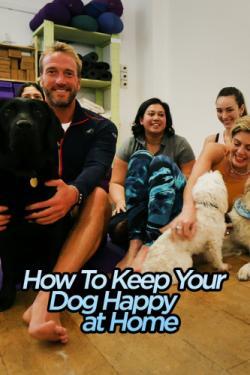 How to Keep Your Dog Happy at Home thumbnail