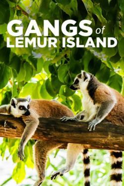 Gangs of Lemur Island thumbnail