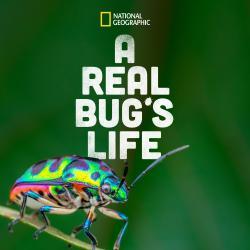 A Real Bug's Life thumbnail