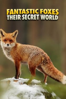 Fantastic Foxes: Their Secret World thumbnail