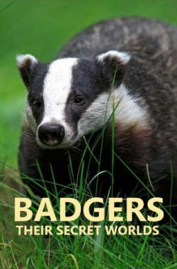 Badgers: Their Secret World thumbnail