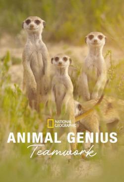 Animal Genius thumbnail